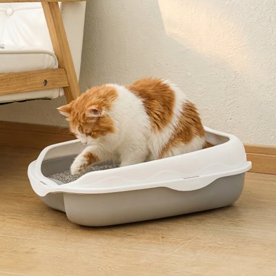 chat dans bac à litière chat bicolore dans salon