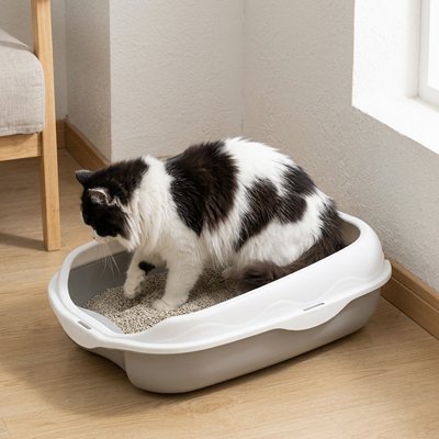 chat dans bac à litière chat bicolore