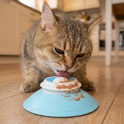 chat dans cuisine lechant gamelle anti glouton chat blanc bleu