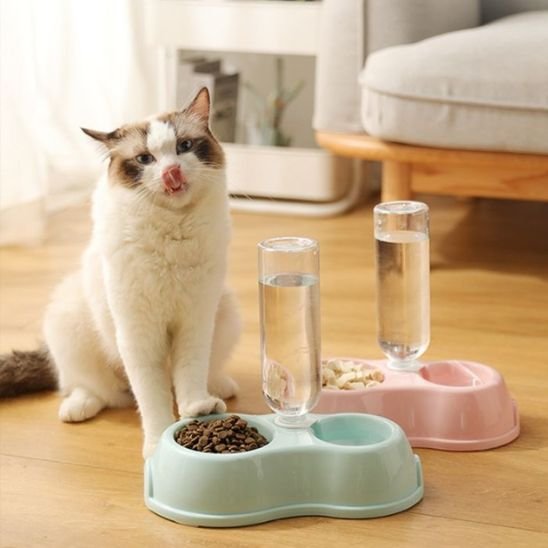 chat dans salon avec gamelle chat coloris pastel bleu et rose
