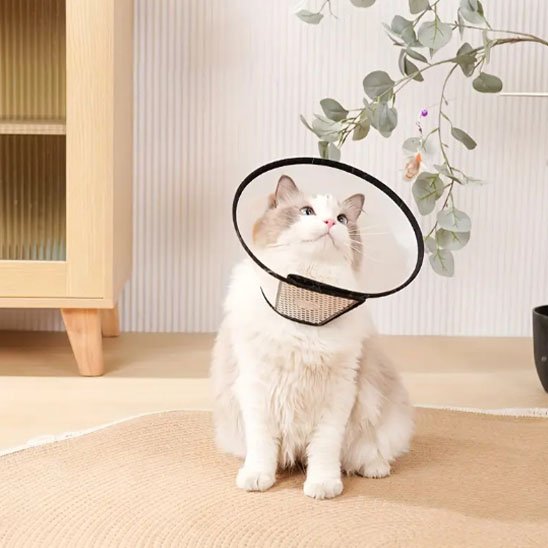 chat debout avec collerette chat semi transparente