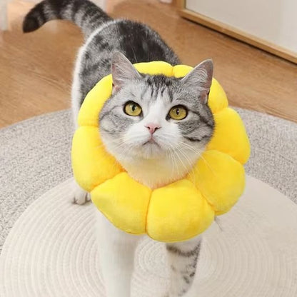 chat debout avec collerette chat tournesol