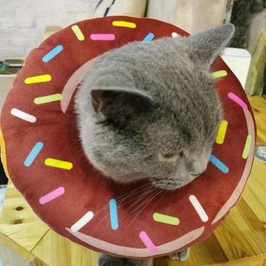 chat gris collerette chat beignet marron