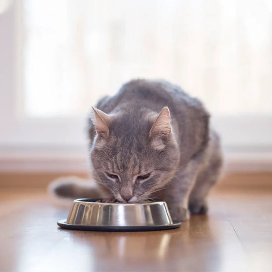chat gris mangeant dans gamelle chat en acier inoxydable