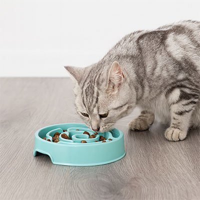 chat mangeant dans gamelle anti glouton chat amusante bleu