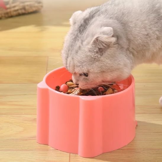 chat mangeant dans gamelle anti glouton chat coloree rose