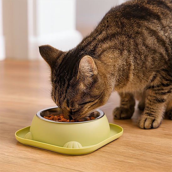 chat mangeant dans gamelle chat anti basculement couleur vert