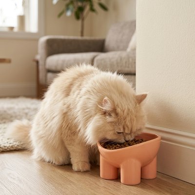 chat mangeant dans gamelle chat anti chute couleur rose