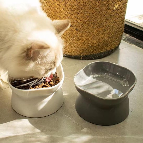 chat mangeant dans gamelle chat anti vomissement couleur blanc et gris