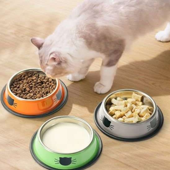 chat mangeant dans gamelle chat decoration chat couleur orange vert gris