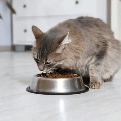 chat mangeant dans gamelle chat en acier inoxydable dans salon