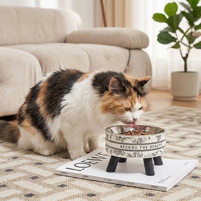 chat mangeant dans gamelle chat surelevee avec motifs floraux vintage dans salon