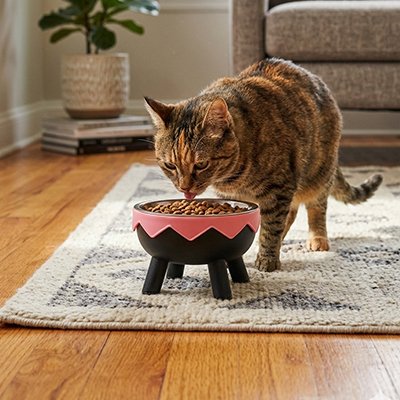 chat mangeant dans gamelle chat surelevee design colore moderne couleur rose dans salon