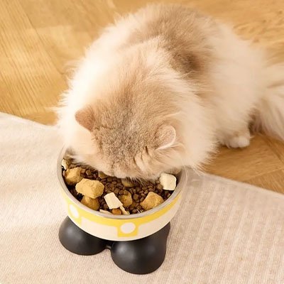 chat mangeant dans gamelle chat surelevee ludique couleur jaune