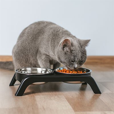chat mangeant dans gamelle chat surelevee support noir