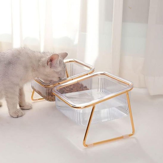 chat mangeant dans gamelle chat transparente bol double