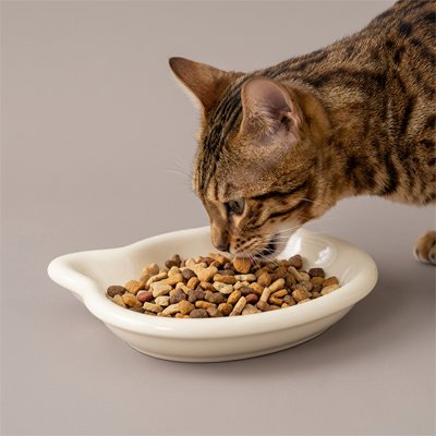 chat mangeant dans gamelle pour chat originale couleur blanche