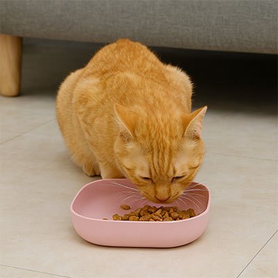 chat mangeant dans gamelles chat contours arrondis couleur rose dans salon