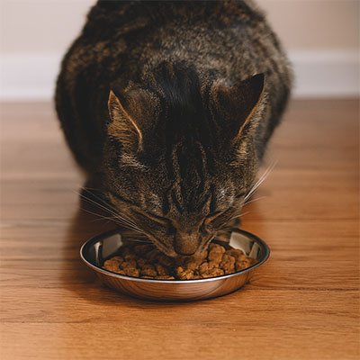 chat mangeant dans gamelles chaton en acier inoxydable