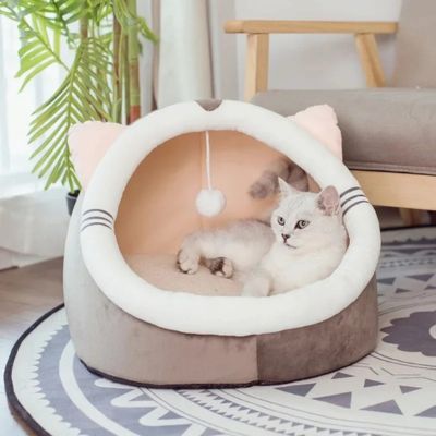 chat niche modèle chat salon