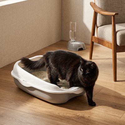 chat noir dans bac à litière chat bicolore