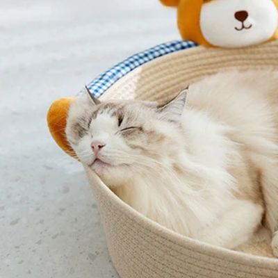 chat qui dort dans son panier chat ourson