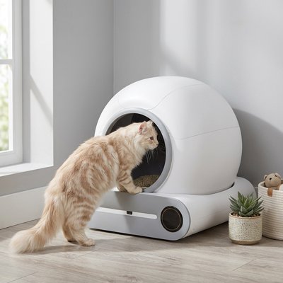 chat rentrant bac litière chat intelligent blanc