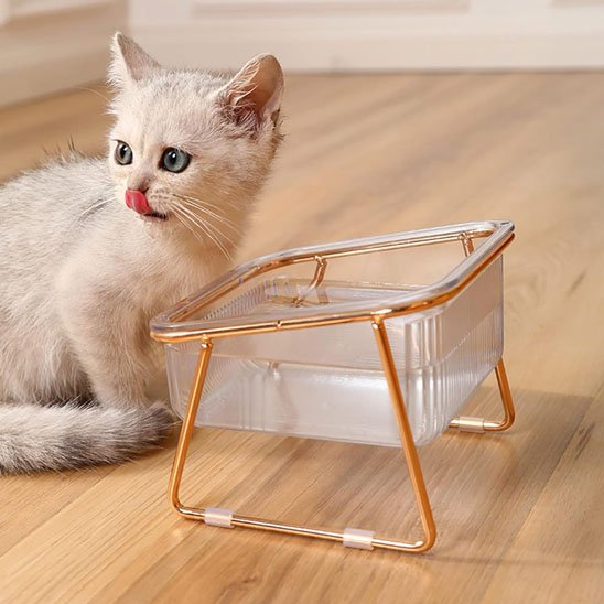 chaton avec gamelle chat transparente bol simple