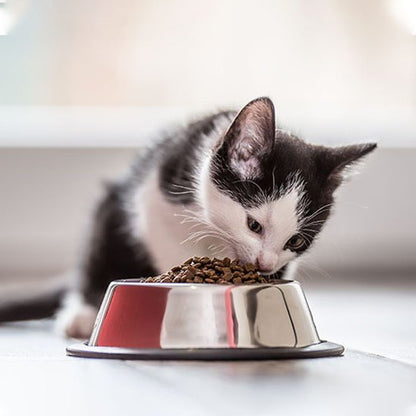 chaton mangeant dans gamelle chat en acier inoxydable