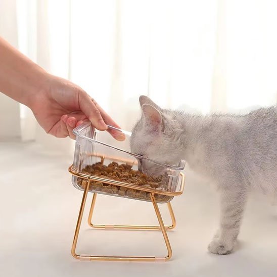 chaton mangeant dans gamelle chat transparente bol simple