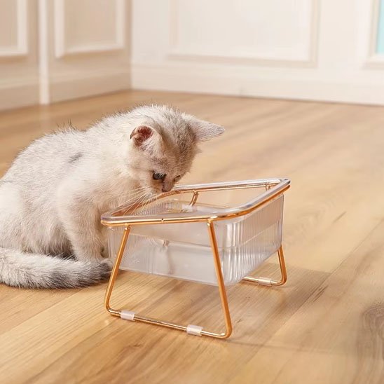 chaton regardant dans gamelle chat transparente bol simple