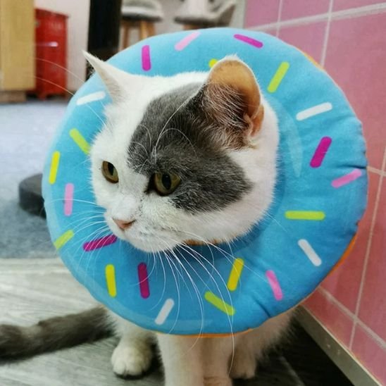 collerette chat beignet bleu