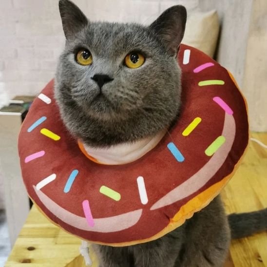 collerette chat beignet marron