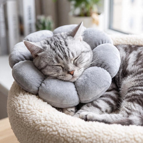 collerette chat doux chat dormant