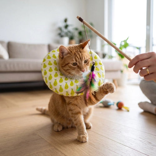 collerette chat motifs varies vert chat jouant salon