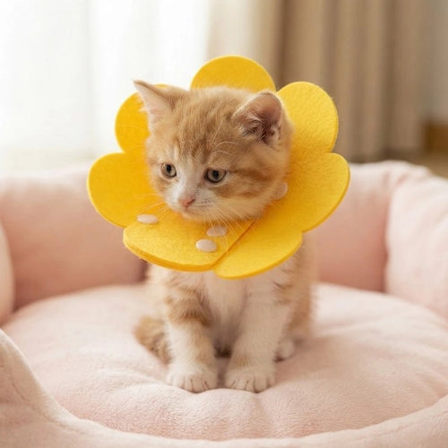 collerette chat petales jaunes chaton debout
