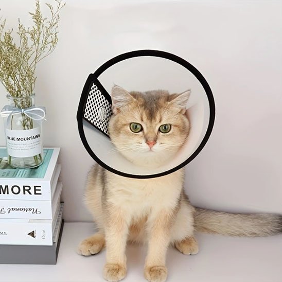 collerette chat semi transparente