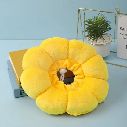 collerette chat tournesol