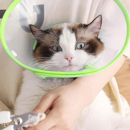collerette chat transparente vert