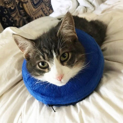 collerette gonflable bleue chat lit