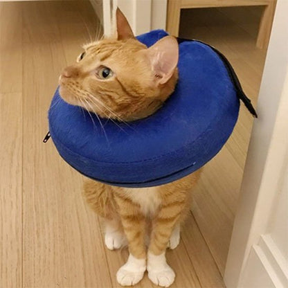 collerette gonflable bleue chat orange salon