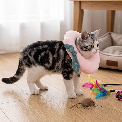 collerette pour chat fraise salon
