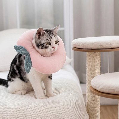 collerette pour chat fraise
