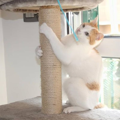 corde pour arbre à chat sisal naturel chat debout