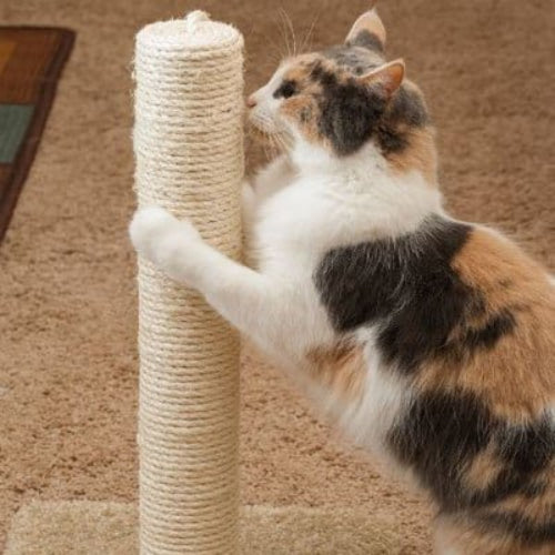 corde pour arbre à chat sisal naturel chat griffes