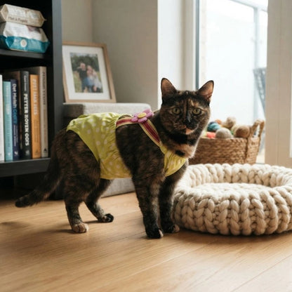 couche chat jaune bretelles chat debout