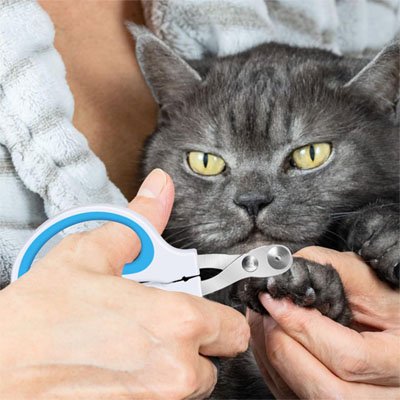 coupe griffe chat bicolore blanc bleu chat gris