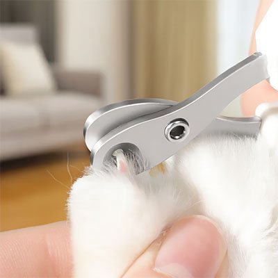 coupe griffe chat bicolore patte chat