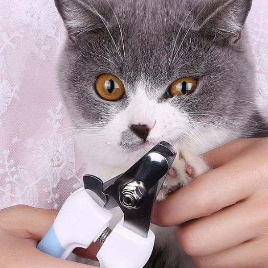 coupe griffe chat efficace bleu blanc chat