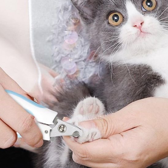 coupe griffe chat efficace bleu blanc patte chat